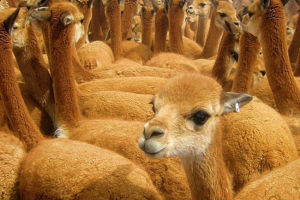 У перу, альпака бив пуму перед туристами У перу, альпака бив пуму перед туристами